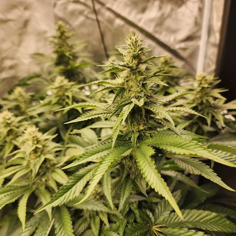 the Bloodrager growlog timeline photo