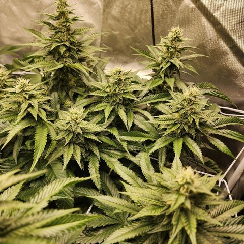 the Bloodrager growlog timeline photo