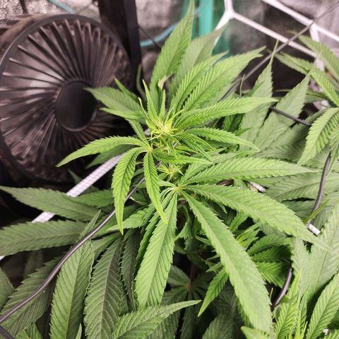 the Esoteric (Magus) growlog timeline photo