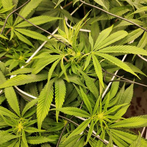 the Esoteric (Magus) growlog timeline photo
