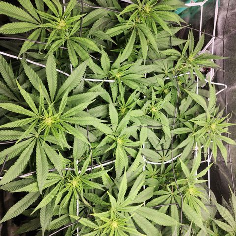the Esoteric (Magus) growlog timeline photo