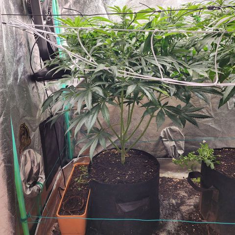 the Esoteric (Magus) growlog timeline photo