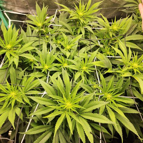 the Esoteric (Magus) growlog timeline photo