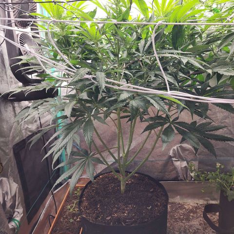 the Esoteric (Magus) growlog timeline photo