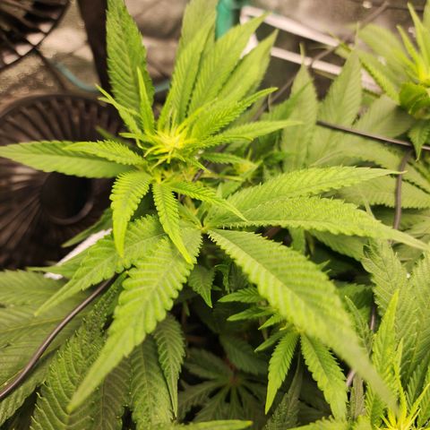 the Esoteric (Magus) growlog timeline photo