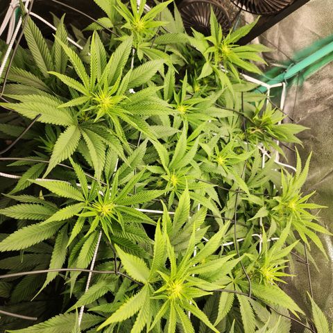 the Esoteric (Magus) growlog timeline photo