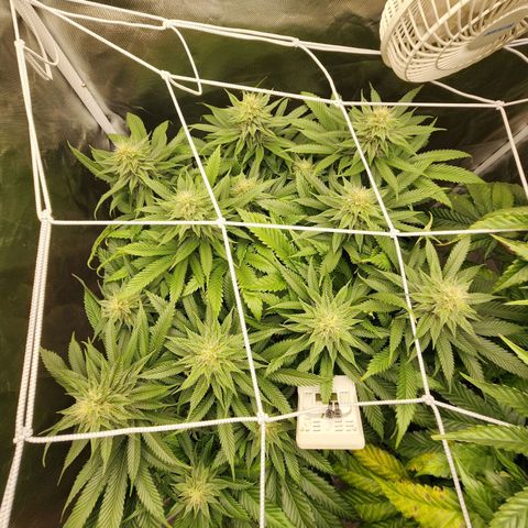 the Kineticist growlog timeline photo