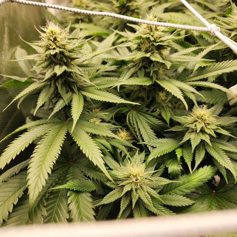 the Kineticist growlog timeline photo