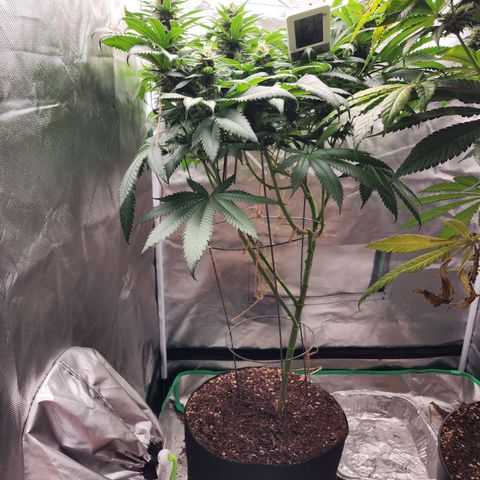 the Kineticist growlog timeline photo