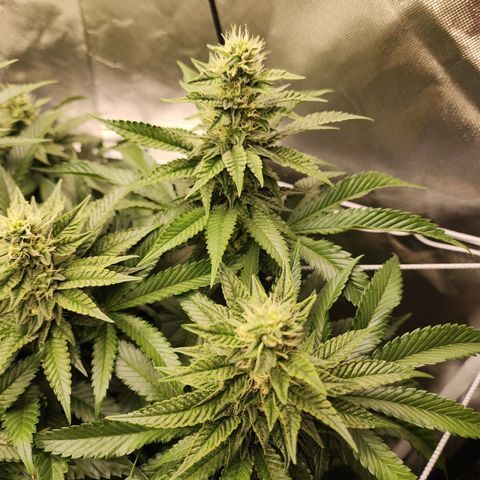 the Bloodrager growlog timeline photo