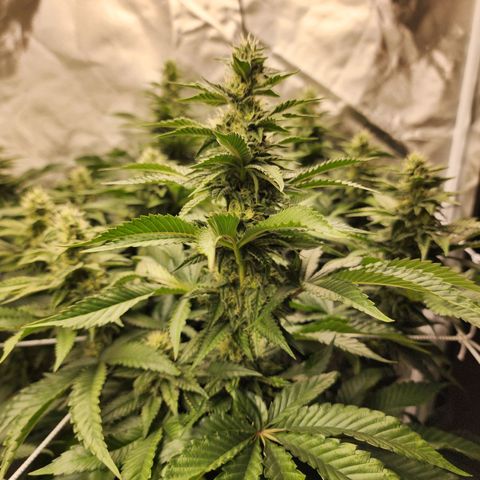 the Bloodrager growlog timeline photo
