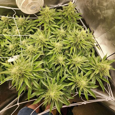 the Bloodrager growlog timeline photo