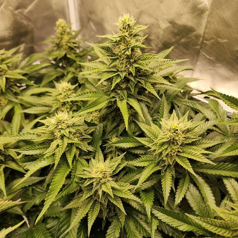 the Bloodrager growlog timeline photo