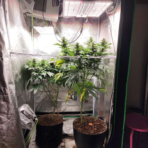 the Kineticist growlog timeline photo