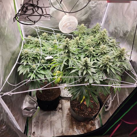 the Kineticist growlog timeline photo
