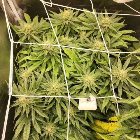 the Kineticist growlog timeline photo