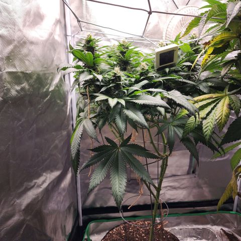 the Kineticist growlog timeline photo