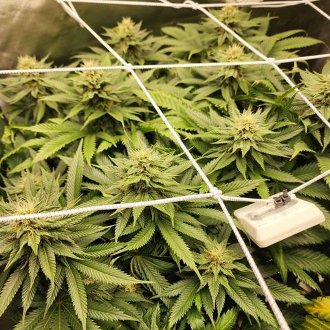 the Kineticist growlog timeline photo