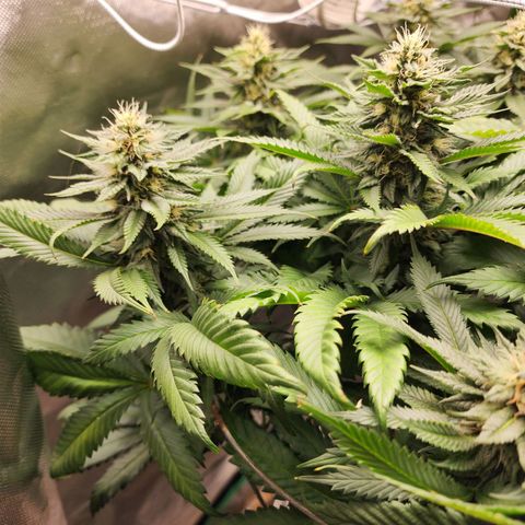the Kineticist growlog timeline photo