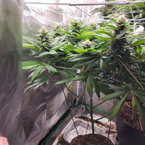 the Kineticist growlog timeline photo