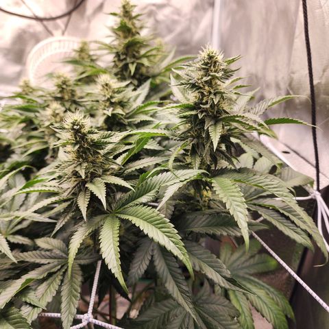 the Bloodrager growlog timeline photo