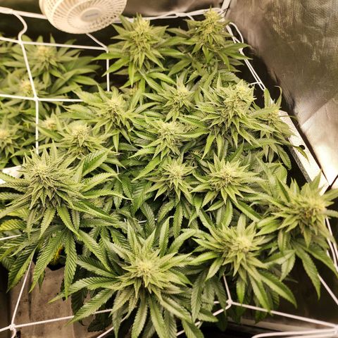 the Bloodrager growlog timeline photo