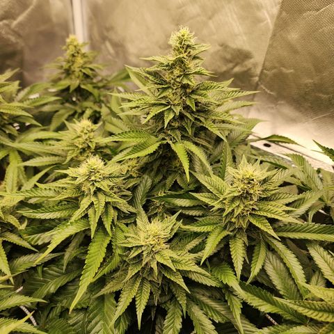 the Bloodrager growlog timeline photo