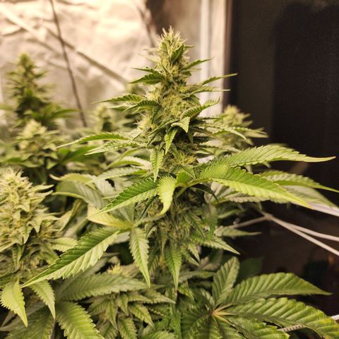 the Bloodrager growlog timeline photo