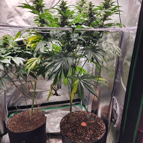 the Bloodrager growlog timeline photo