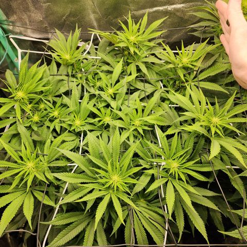 the Esoteric (Magus) growlog timeline photo