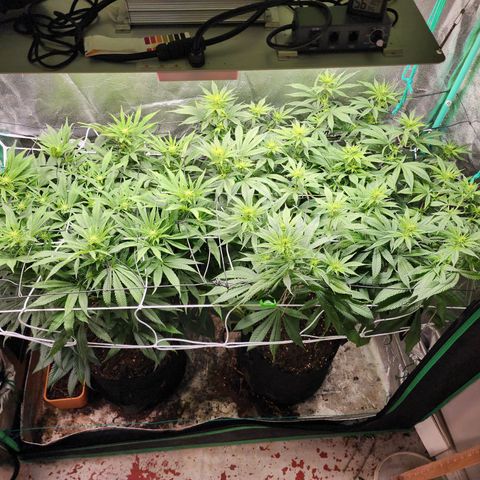 the Esoteric (Magus) growlog timeline photo