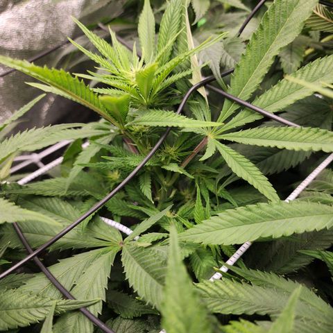 the Esoteric (Magus) growlog timeline photo