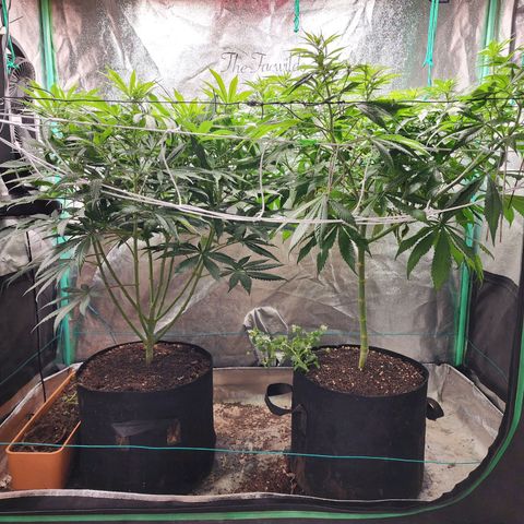 the Esoteric (Magus) growlog timeline photo