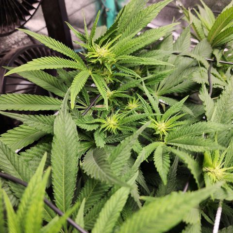 the Esoteric (Magus) growlog timeline photo