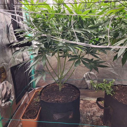 the Esoteric (Magus) growlog timeline photo