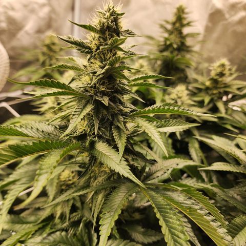 the Bloodrager growlog timeline photo