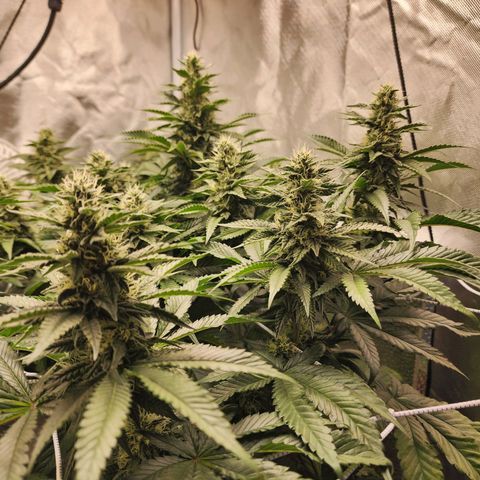 the Bloodrager growlog timeline photo