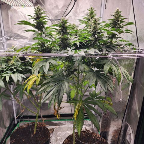 the Bloodrager growlog timeline photo