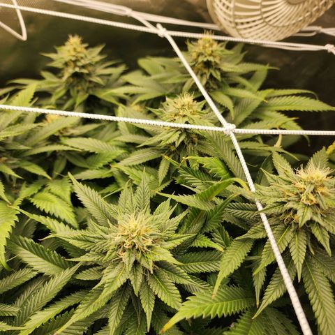 the Kineticist growlog timeline photo