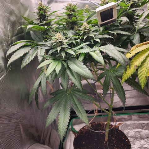 the Kineticist growlog timeline photo