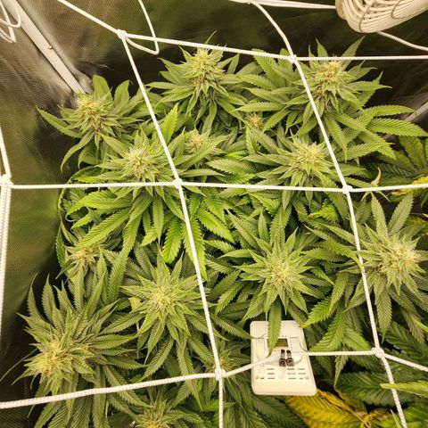 the Kineticist growlog timeline photo