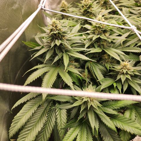 the Kineticist growlog timeline photo