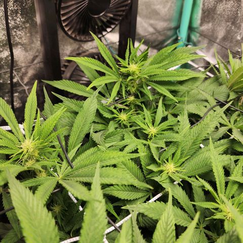 the Esoteric (Magus) growlog timeline photo