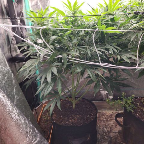 the Esoteric (Magus) growlog timeline photo
