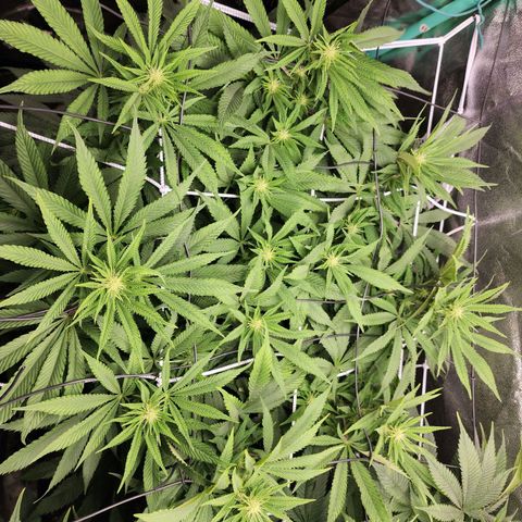 the Esoteric (Magus) growlog timeline photo