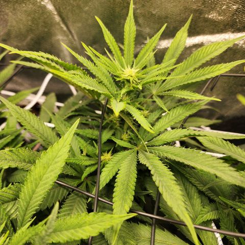 the Esoteric (Magus) growlog timeline photo