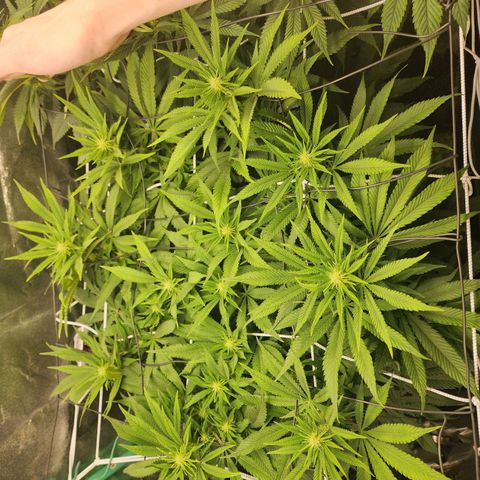 the Esoteric (Magus) growlog timeline photo