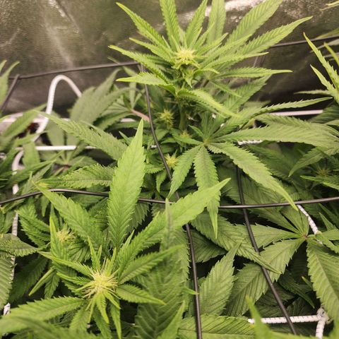 the Esoteric (Magus) growlog timeline photo