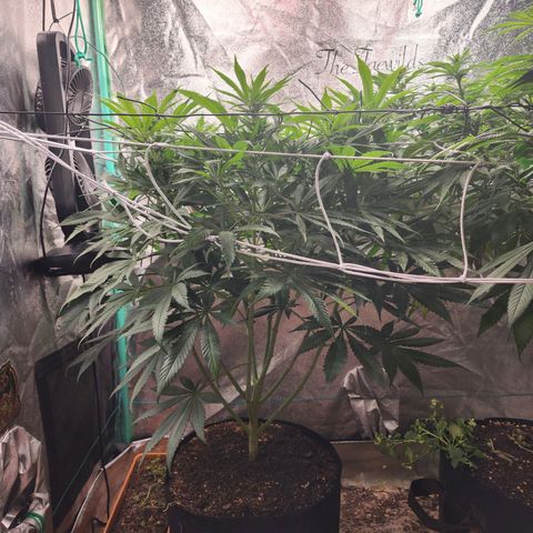 the Esoteric (Magus) growlog timeline photo