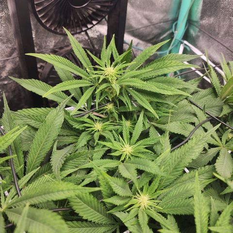 the Esoteric (Magus) growlog timeline photo